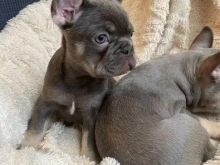 French bulldog puppies available