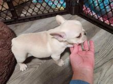 French bulldogs