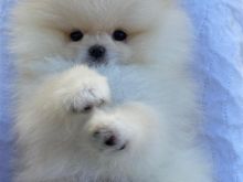 Pomeranian puppies available