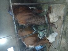 Shiten 4 lop barsa dhe 1 bik
