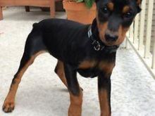 Doberman dog available
