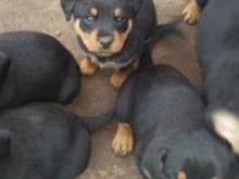Këlyshë Rottweiler në dispozicion