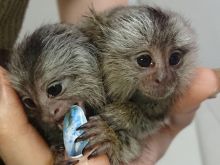 Mamorset monkeys