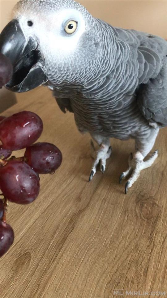 African grey