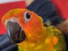 Papagall Sun Konur / Sun Conure