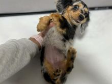 Female Dachshund available