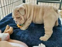 Këlyshë bulldogësh anglezë