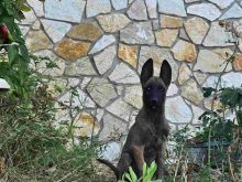 Pastor Belg Malinois