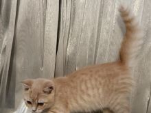 kotele brittish shorthair ginger