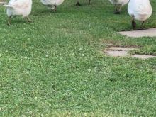 Gusat Shiten ose ndrrohen me qura