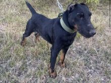 Terrier rud