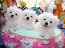 Maltese puppies for sale