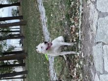 dogo argentino