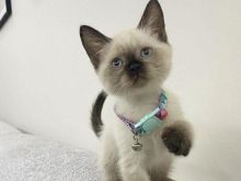 Kotele Siamese oferte