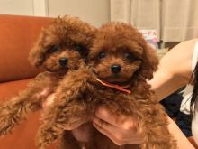 Toy poodle puppies
