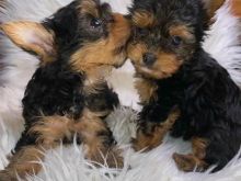 Yorkie puppies