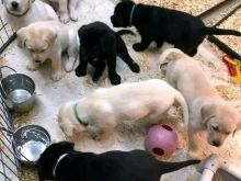 Labrador retriever puppies