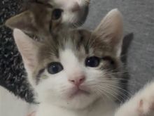 Kotele per adoptim