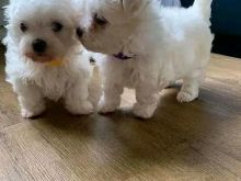 Mini Maltese puppies available