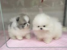 Mini Pomeranian puppies