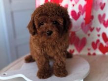 Toy Poodle