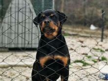 Shes Rottwoilerin