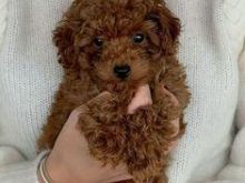 Toy poodle