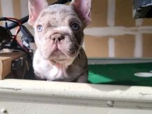French bulldog puppies available
