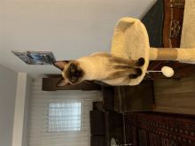 Mace shume e bukur, Raca aziatike; Siamese