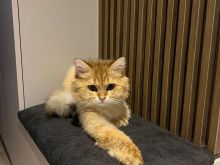 British Longhair