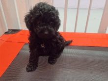 Toy poodle