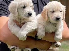 Golden retriever puppies