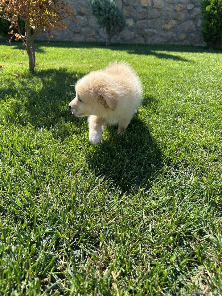 Mini spic mix pomerian 18.000 leke