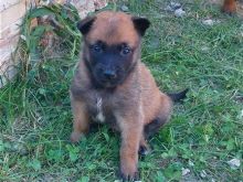Malinois belg rrace e paster