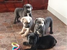 Qenushët Cane Corso