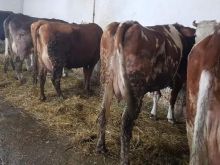 6 cop lop ushiteen ishalla igzojj ushitenn 