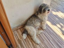 Qenë poodle