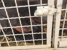 Kelyshat e vegjel raca Doberman ne shitje