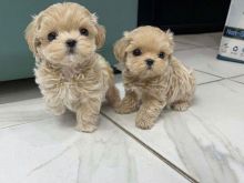 Maltipoo puppies
