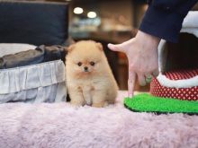Pomeranian puppies
