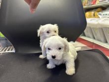 Mini maltezer mashkull