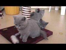 British shorthair