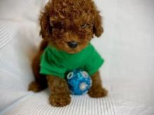 Toy poodle puppies