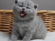 British shorthair