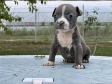 American bully