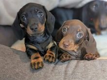 Dachshund puppy for rehoming