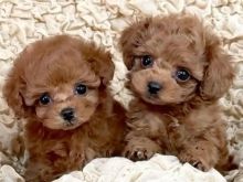 Toy poodle puppies