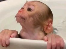 Capuchin