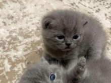British shorthair
