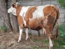 Shes lopen shterrp 500 kg e fushes